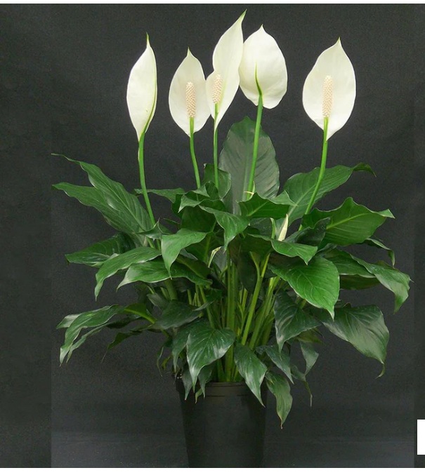Peace Lily Palm